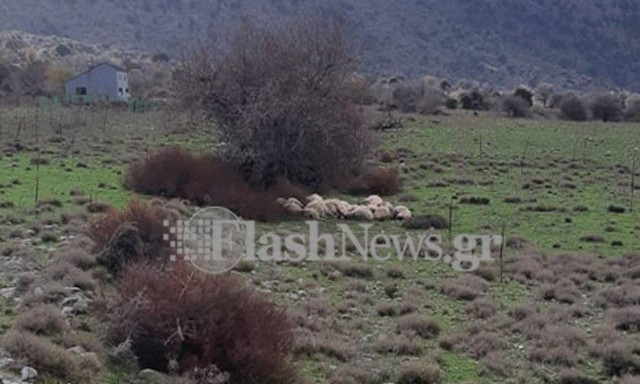 Χανιά: Κεραυνός αποδεκάτισε ένα ολόκληρο κοπάδι προβάτων (ΠΡΟΣΟΧΗ ΣΚΛΗΡΕΣ ΕΙΚΟΝΕΣ)
