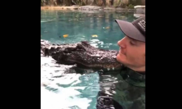 Η απίστευτη αγάπη αλιγάτορα για τον άνδρα που τον φροντίζει (vid)
