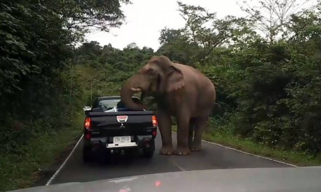 Τρομοκρατημένη οικογένεια παρακολουθεί… ελέφαντα να τους ληστεύει (vid)