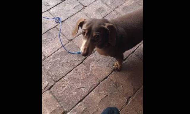 Ο σκύλος που δεν συμπαθεί τους γείτονες του και το δείχνει! (vid)