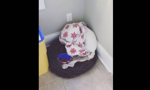 Ο πιο θυμωμένος σκύλος! (vid)