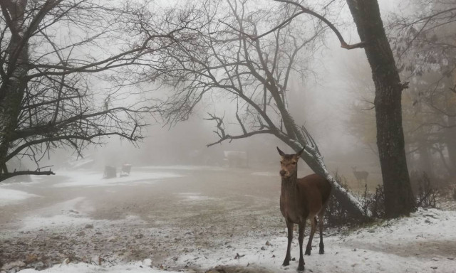 Καιρός: Μαγικές εικόνες από την χιονισμένη Πάρνηθα (pics+vid)