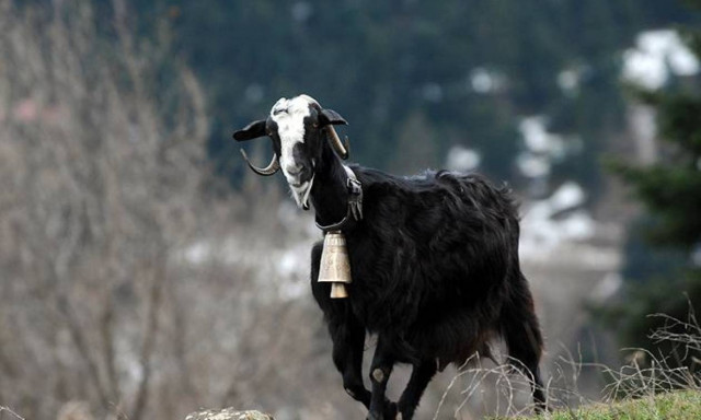 Μάνη: Επτά χρόνια φυλάκισης γιατί σκότωσε την κατσίκα του γείτονα