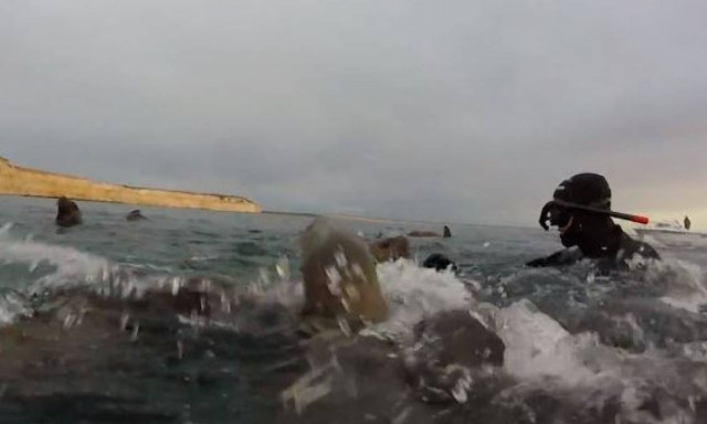 Η απίστευτη αντίδραση ενός θαλάσσιου λιονταριού όταν είδε από πολύ κοντά έναν δύτη! (vid)