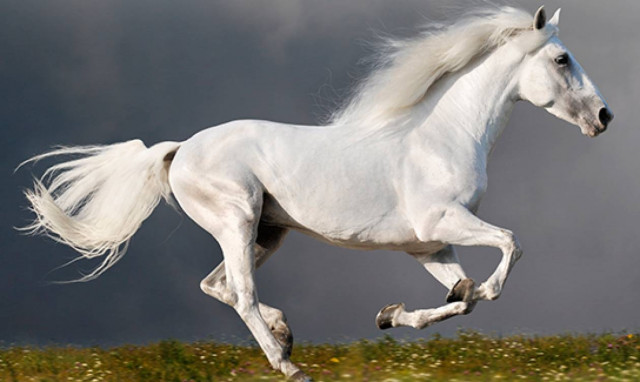 Τα έχασαν οι οδηγοί: Άλογο στην εθνική οδό προς Αθήνα - Ετρεχε στην αντίθετη κατεύθυνση από τα Ι.Χ