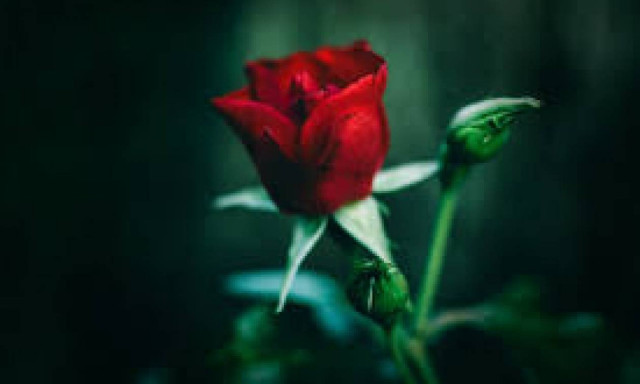 Θλίψη στην Κέρκυρα: Πέθανε η αρχιτέκτονας Μαίρη Μητροπία