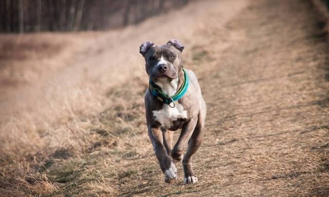 ΣΟΚ στα Χανιά: Σκύλος δάγκωσε 31χρονο στα γεννητικά όργανα
