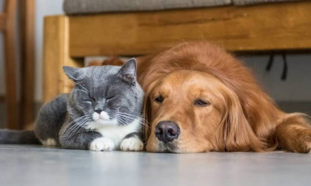 Όσα πιο πολλά τα κατοικίδια ζώα στο σπίτι, τόσες λιγότερες οι αλλεργίες στα παιδιά