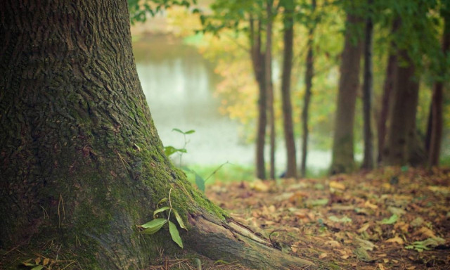 Τον έδεσε σε δέντρο και του έκοψε τα γεννητικά όργανα γιατί την παρενοχλούσε