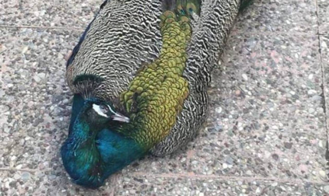 Φρίκη: Δηλητηρίασαν τον Κυριάκο, το παγώνι - μασκότ της Αμφιλοχίας