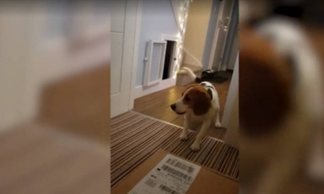 Τι είδε αυτός ο σκύλος και τρόμαξε τόσο πολύ; (vid)