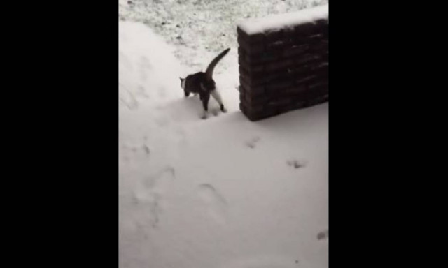 Η απίστευτη αντίδραση γάτας στο χιόνι (vid)