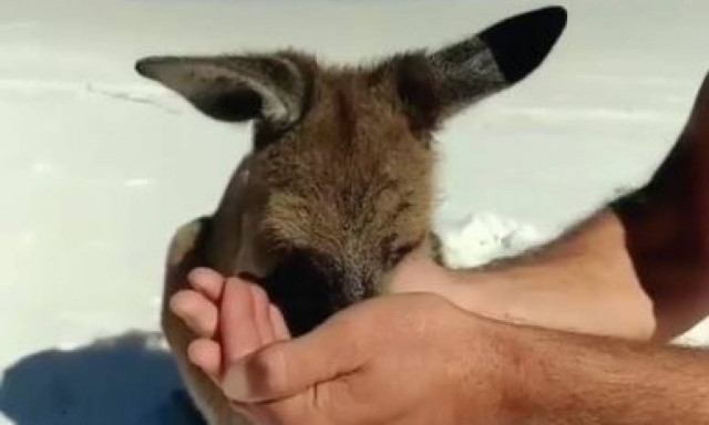 Πώς καταλαβαίνεις ότι έχει ζέστη στην Αυστραλία; Όταν καγκουρό πίνει νερό από τα χέρια σου (vid)