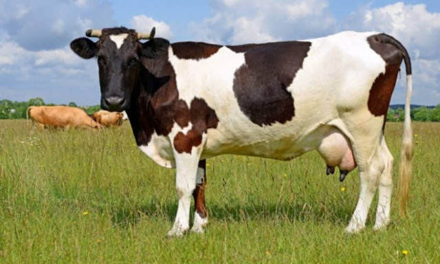 Παγκόσμιο Οικονομικό Φόρουμ: Μην τρώτε μοσχαρίσιο κρέας