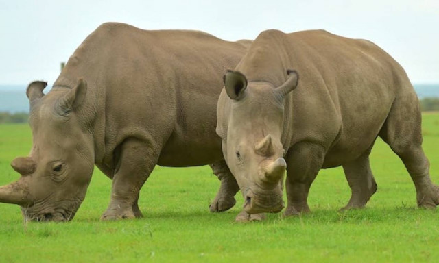 Άγρια ζώα που εξαφανίστηκαν από τον πλανήτη το 2018