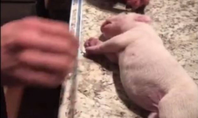 Απίστευτο! Επανέφερε κουταβάκι στη ζωή (vid)