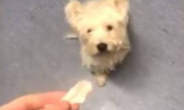 Το απόλυτο… fail σκύλου (vid)