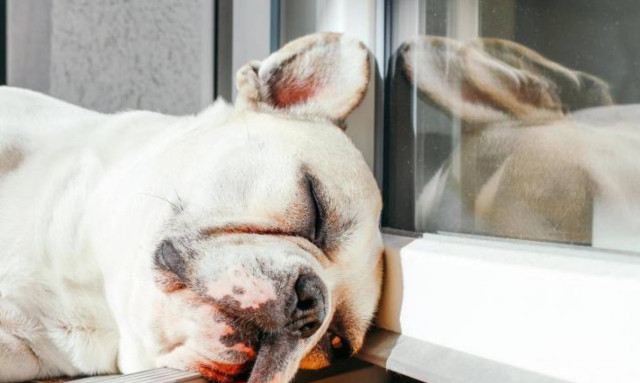 Σκύλος το χειμώνα: Πώς θα καταλάβουμε ότι κρυώνει;