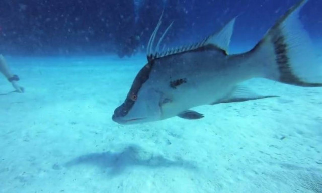 Ένα περίεργο γουρουνόψαρο στους Νήσους Κέιμαν (vid)