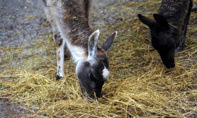 Συμφωνία των Πρεσπών: Πόσο σανό να φάμε ακόμα;