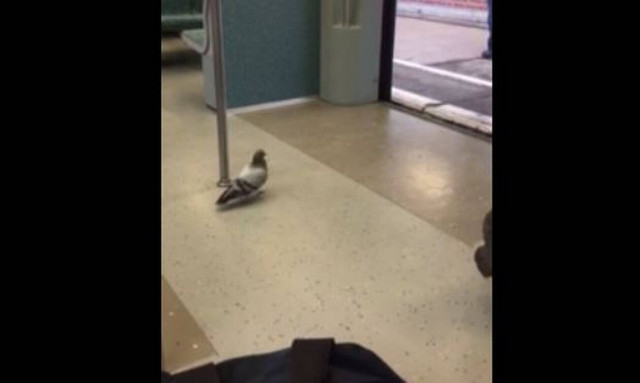 Όταν ένα περιστέρι είναι… συνεπιβάτης σου στο τρένο (vid)