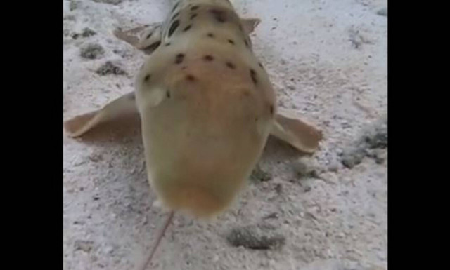 Επικό! Δείτε τι κάνει ένας καρχαρίας όταν πεινάει (vid)