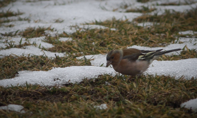 Weather forecast: Cloudy on Tuesday (15/01/2019)