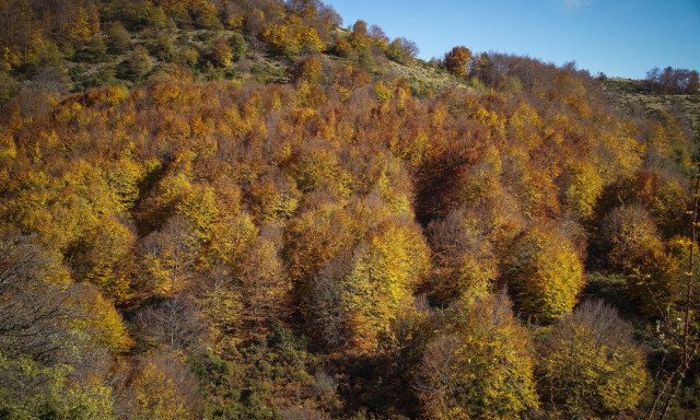 Δασικοί χάρτες: Νέα παράταση στην υποβολή αιτήσεων - Δείτε πότε λήγει η προθεσμία