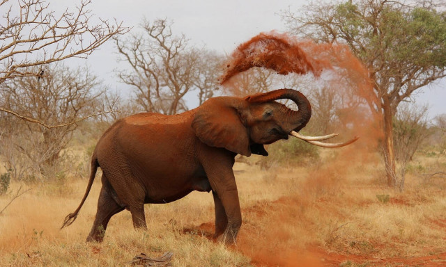 Γιατί πετάνε πύρινες μπάλες στους ελέφαντες;