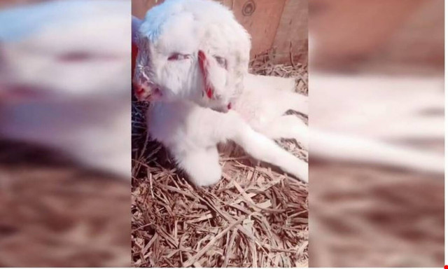 Απίστευτο: Γεννήθηκε πρόβατο με… δύο κεφάλια στην Κίνα (vid)