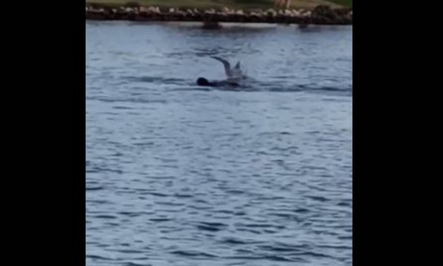 Επικό! Σκύλος και… δελφίνι κολυμπούν μαζί! (vid)