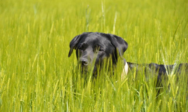 Έχασε τον σκύλο του κι όταν τον βρήκε έμεινε έκπληκτος με τους δύο καινούριους του φίλους! (vid)