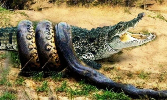 Συγκλονιστική μάχη πύθωνα εναντίον κροκόδειλου με απρόσμενη κατάληξη!