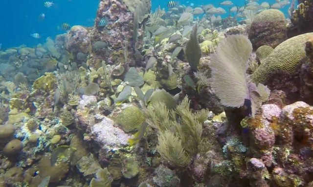 Γνωρίστε τον «μαγικό» βυθό του Ροατάν στην Ονδούρα (vid)