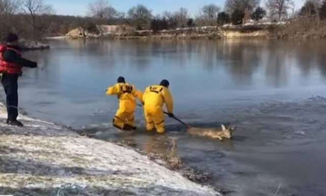 Απίστευτη διάσωση ελαφιού από παγωμένη λίμνη (vid)