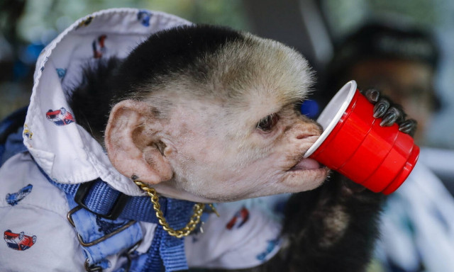 Δεν είναι σενάριο θρίλερ: Κλωνοποίησαν μαϊμούδες με άγχος, κατάθλιψη, αυπνίες και σχιζοφρένεια