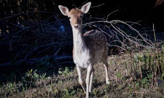 Συγκλονιστικές εικόνες από τα Άνω Λιόσια: Πυροσβέστες έσωσαν ελάφι που έπεσε σε τρύπα