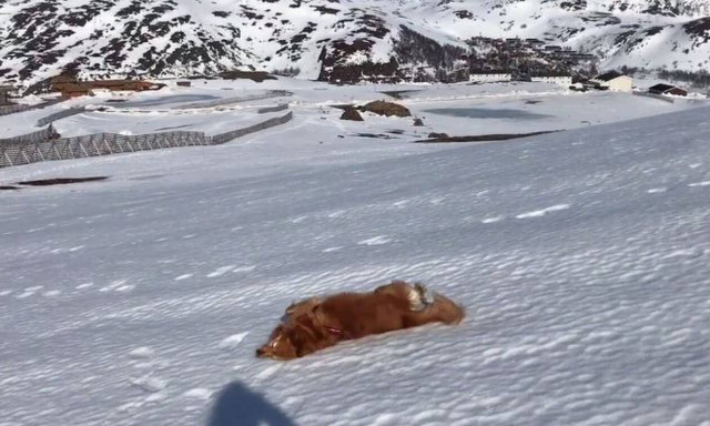 Ένας σκύλος που νομίζει πως είναι… πιγκουίνος! (vid)