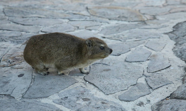 Περίεργο φαινόμενο: Αρουραίοι... αλληλοσκοτώνονται στην Ιταλία (vid)