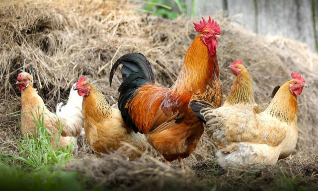 Απίστευτο: Κότες στη Λαμία κάνουν πράσινα αυγά (pics)