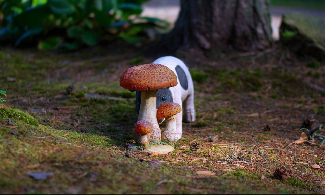 Έμειναν άφωνοι! Γεννήθηκε γουρουνάκι με δύο κεφάλια, δύο μύτες και τρία μάτια - Δείτε φωτογραφίες