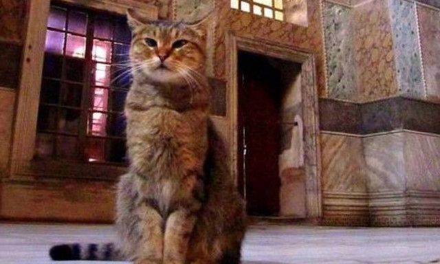 Οι «θρυλικές» γάτες της Αγιάς Σοφιάς
