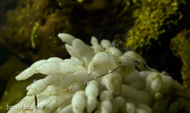 Η μαγευτική στιγμή της γέννησης ενός καλαμαριού! (vid)