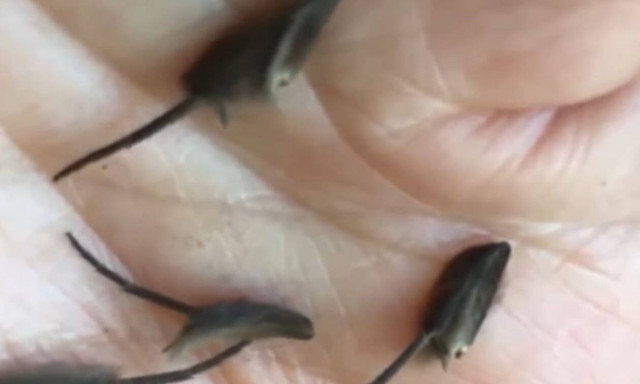 Νέο είδος τρωκτικών σπέρνει τον «πανικό»: Είναι σαν εξωγήινα μωρά αρουραίοι! (vid)