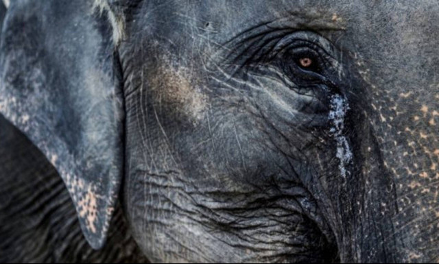 Αλυσοδεμένος ελέφαντας κλαίει από χαρά μετά από 40 χρόνια αιχμαλωσίας (vid)