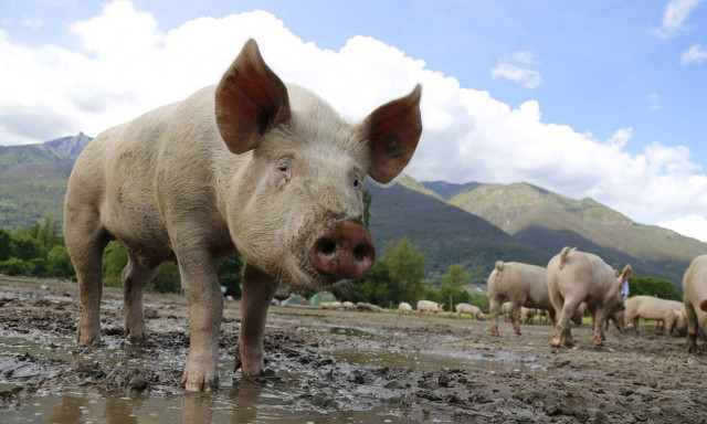 Φρικτός θάνατος 56χρονης: Την κατασπάραξαν τα γουρούνια