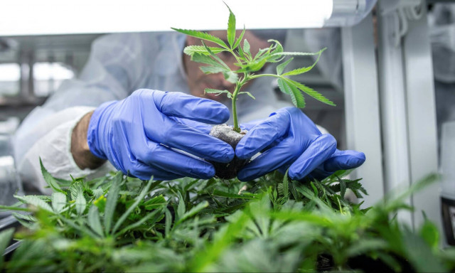 Φαρμακευτική κάνναβη: 30 επενδυτικές προτάσεις για 14 περιοχές της Ελλάδας 