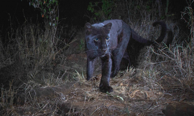 Εκπληκτικές φωτογραφίες: Δείτε τον «μυθικό» μαύρο πάνθηρα για πρώτη φορά έπειτα από 110 χρόνια