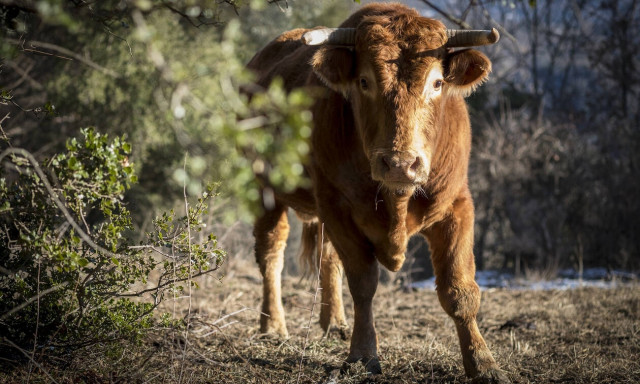 Απίστευτο! Δείτε για ποιον λόγο «μπούκαραν» οι ταύροι στο σούπερ μάρκετ