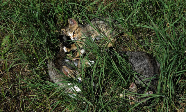 Λαμία: Άγριο ξύλο στο κέντρο της πόλης για τα μάτια μιας… γάτας!